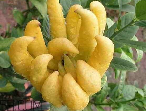 佛手柑怎么吃？佛手柑是什么味道