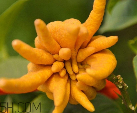 佛手柑孕婦可以吃嗎？佛手柑的功效與作用