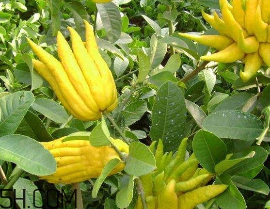 佛手柑精油怎么使用？佛手柑精油孕婦能用嗎