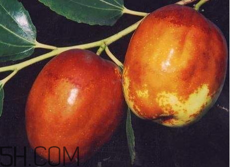 梨棗什么季節(jié)成熟 梨棗產(chǎn)地 梨棗什么季節(jié)成熟 梨棗產(chǎn)地