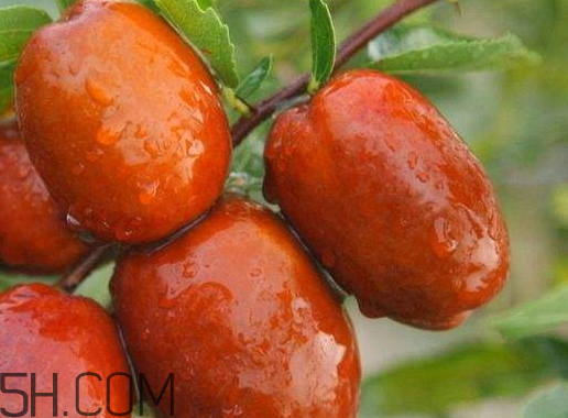 新疆大棗多少錢一斤 新疆大棗哪個(gè)品牌好 新疆大棗多少錢一斤 新疆大棗哪個(gè)品牌好