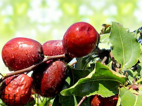 新疆紅棗什么時(shí)候成熟 新疆紅棗多少錢一斤 新疆紅棗什么時(shí)候成熟 新疆紅棗多少錢一斤