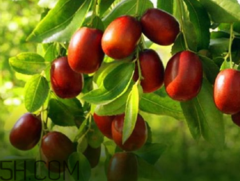 新疆紅棗什么時(shí)候成熟 新疆紅棗多少錢一斤 新疆紅棗什么時(shí)候成熟 新疆紅棗多少錢一斤