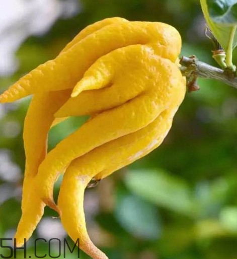 佛手柑是佛手瓜嗎？佛手柑和佛手瓜的區(qū)別