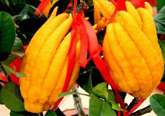 佛手柑孕婦可以吃嗎？佛手柑的功效與作用