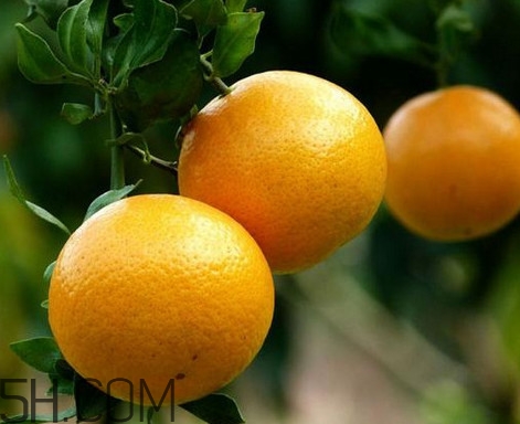 貢柑幾月成熟？貢柑種植到掛果要多少年