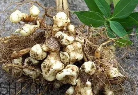 菊芋怎么做好吃？菊芋怎么腌制