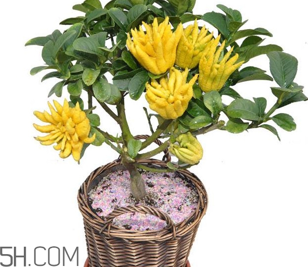 佛手是什么水果？佛手柑怎么保存