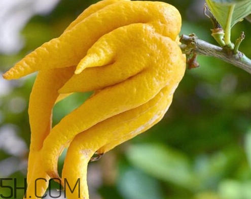佛手柑怎么吃？佛手柑是什么味道