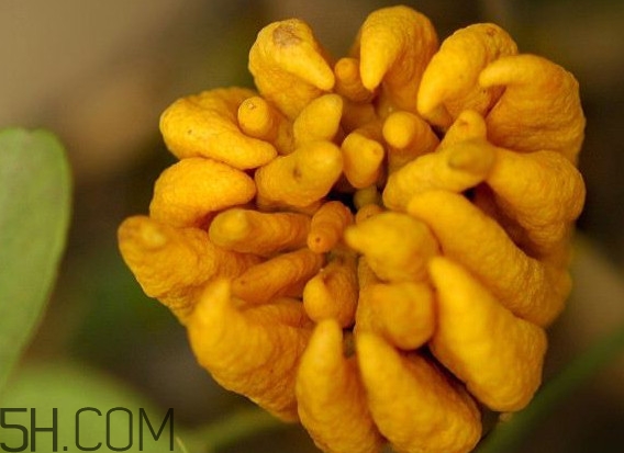 佛手柑怎么腌制？佛手柑可以生吃嗎