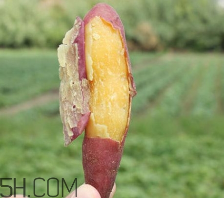 板栗紅薯是轉(zhuǎn)基因食品嗎？板栗紅薯的功效與作用