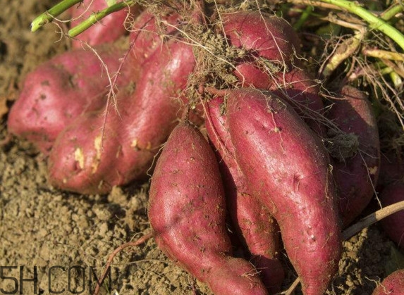 紅薯是什么時候傳入中國？紅薯是涼性還是熱性？