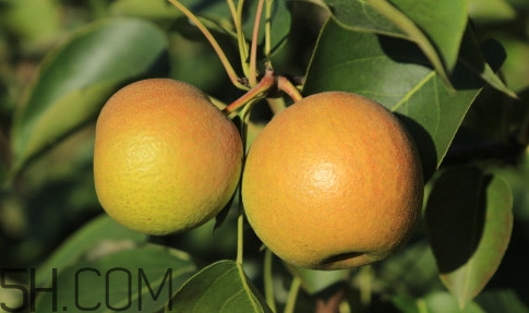 南果梨是寒性水果嗎？南果梨是涼性還是熱性