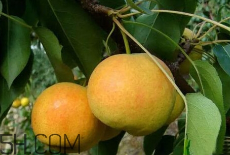 南果梨怎么變軟？南果梨怎么捂熟