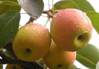 南果梨是發(fā)物嗎？南果梨是酸性還是堿性