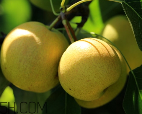 南果梨含酒精嗎？南果梨的功效與作用