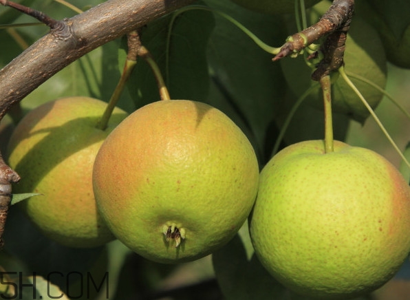 香水梨和南國梨有什么區(qū)別？南果梨怎么保存