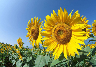 向日葵什么時(shí)候開花？向日葵什么時(shí)候成熟