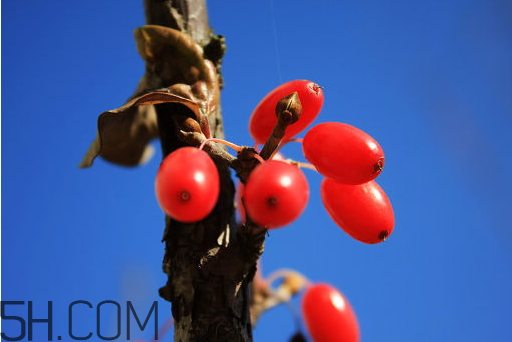 山茱萸什么時(shí)候成熟？山茱萸什么時(shí)候結(jié)果？