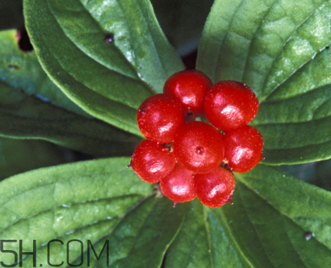茱萸是什么意思 男人的茱萸是什么意思 茱萸是什么意思 男人的茱萸是什么意思