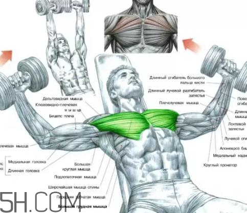 飛鳥能練胸肌嗎？臥推和飛鳥哪個(gè)更練胸？