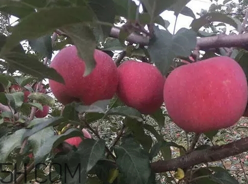 丑蘋果多少錢一斤？丑蘋果價(jià)格