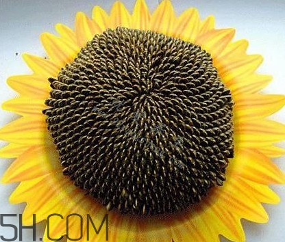 葵花籽是什么？葵花籽和瓜子的區(qū)別