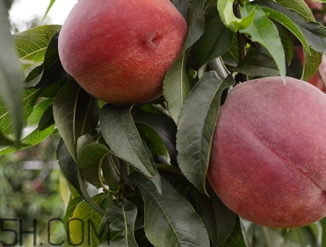 什么樣的桃子才甜_怎么挑選甜的桃子 什么樣的桃子才甜_怎么挑選甜的桃子