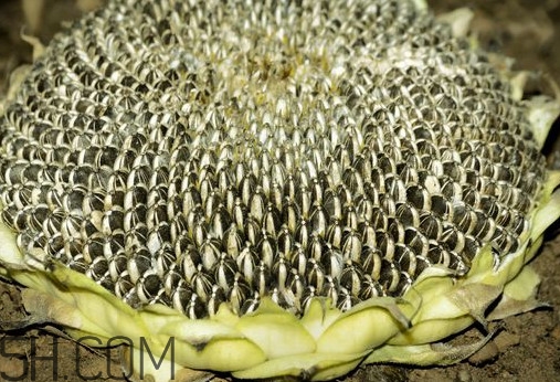 葵花籽怎么弄下來？葵花籽怎么脫粒