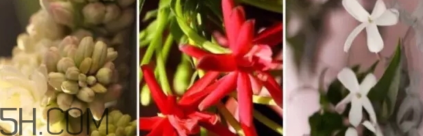 gucci bloom香水好聞嗎？gucci bloom香水香評