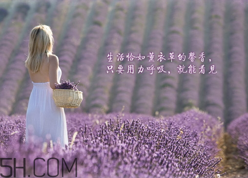 香柏樹薰衣草敏感修復(fù)乳液怎么樣？多少錢？