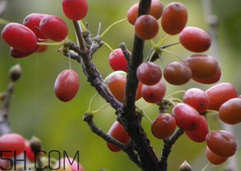 山茱萸是山萸肉嗎？山茱萸是吳茱萸嗎？
