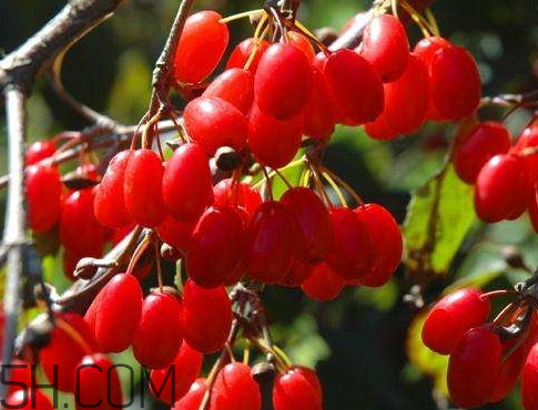 山茱萸是山萸肉嗎？山茱萸是吳茱萸嗎？