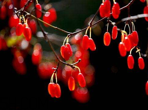 山茱萸是山萸肉嗎？山茱萸是吳茱萸嗎？