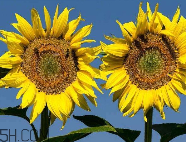 向日葵向什么方向？向日葵的花語是什么