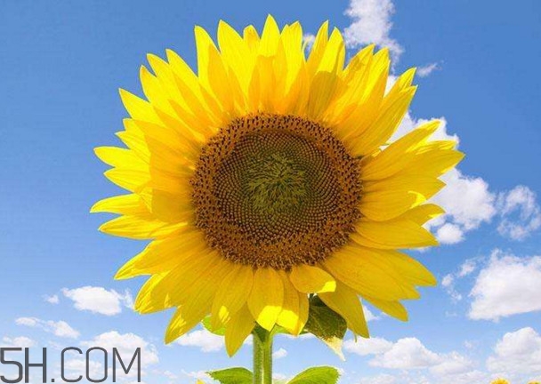 向日葵是怎么傳播種子的？向日葵是圍著太陽轉(zhuǎn)嗎