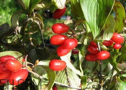 山茱萸可以泡水喝嗎 山茱萸怎么去核 山茱萸可以泡水喝嗎 山茱萸怎么去核