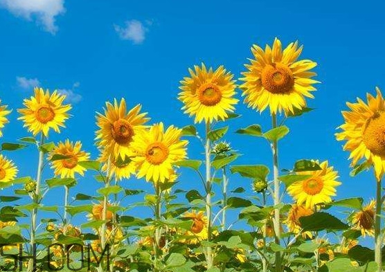 向日葵向什么方向？向日葵的花語是什么