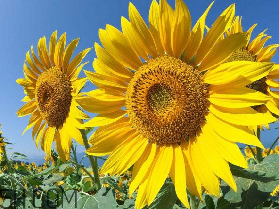 向日葵什么時(shí)候開(kāi)花？向日葵什么時(shí)候成熟