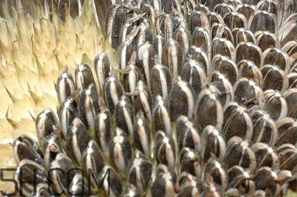 葵花籽是什么？葵花籽和瓜子的區(qū)別