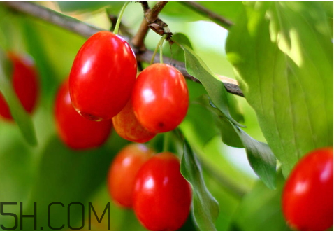 山茱萸什么時(shí)候成熟？山茱萸什么時(shí)候結(jié)果？