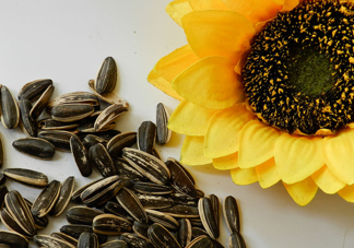 葵花籽不能和什么一起吃？葵花籽什么時候成熟