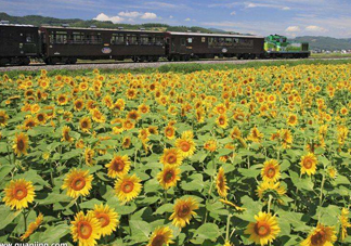 向日葵什么時(shí)候凋謝？向日葵的精神是什么