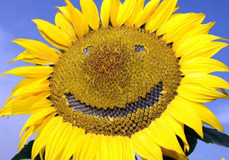 向日葵向什么方向？向日葵的花語是什么