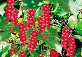 山茱萸什么時候成熟？山茱萸什么時候結(jié)果？