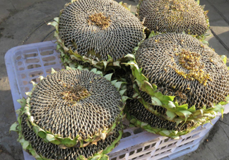 一朵向日葵能結(jié)多少葵花籽？葵花籽為什么也會致癌