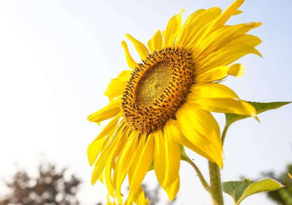 向日葵為什么叫向日葵？向日葵是哪個(gè)國家的國花