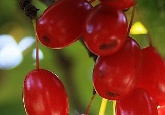 山茱萸是山萸肉嗎？山茱萸是吳茱萸嗎？