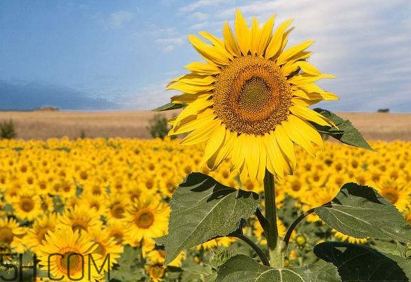 向日葵是怎么傳播種子的？向日葵是圍著太陽轉(zhuǎn)嗎