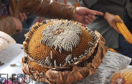 葵花籽怎么弄下來？葵花籽怎么脫粒